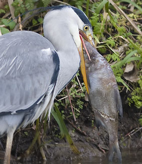 Blauwereiger_brasem291207I.